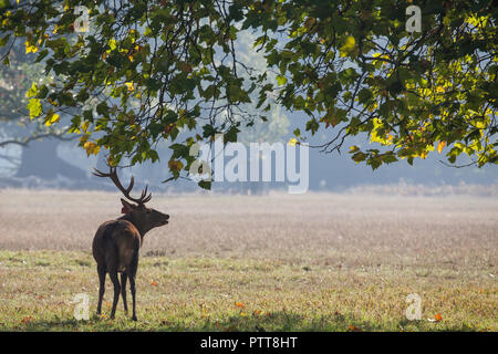 Windsor, Royaume-Uni. 10 octobre, 2018. Un cerf rouge portée à Windsor Great Park du Balmoral Estate sur un automne chaud matin durant la saison du rut. Il y a un troupeau d'environ 500 red deer dans le parc des cerfs dans Windsor Great Park, tous les descendants de quarante deux cerfs et biches introduit à partir de Balmoral Estate en 1979 par le duc d'Édimbourg. Credit : Mark Kerrison/Alamy Live News Banque D'Images