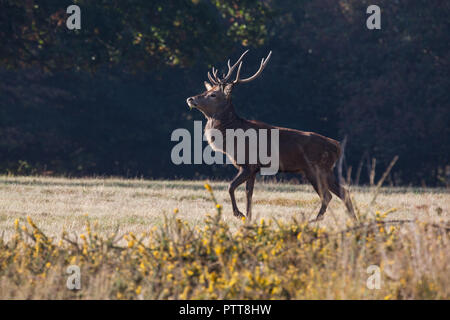 Windsor, Royaume-Uni. 10 octobre, 2018. Un cerf rouge portée à Windsor Great Park du Balmoral Estate sur un automne chaud matin durant la saison du rut. Il y a un troupeau d'environ 500 red deer dans le parc des cerfs dans Windsor Great Park, tous les descendants de quarante deux cerfs et biches introduit à partir de Balmoral Estate en 1979 par le duc d'Édimbourg. Credit : Mark Kerrison/Alamy Live News Banque D'Images