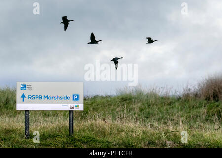 Marshside RSPB, Lancashire. 11 Oct 2018 Météo France nuageux pour la journée, que le rose-pied oies quittent leur perchoir au lever du soleil. La migration commence au début de l'automne à l'hivernage, qui sont presque entièrement en Grande-Bretagne. Puffin à bernaches migrent dans les troupeaux qui se comptent par milliers à l'heure actuelle, les compter dans ce domaine est estimée à 12 000 oiseaux. /AlamyLiveNews MediaWorldImages ; crédit. Banque D'Images