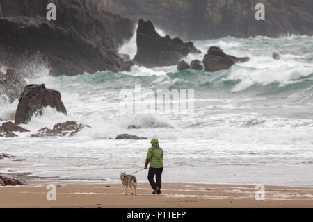 L'eau douce, Pembrokeshire, Pays de Galles, 11h d'octobre 2018. Météo France : mauvais temps humide commence à faire pour les vagues des tempêtes avec Callum pour un week-end de tempête à venir. Pembrokeshire, Pays de Galles. Un chien solitaire walker avec son husky bravant le mouillé et venteux sur le rivage comme des vagues s'écraser sur le littoral à l'est d'eau douce, DGDImages AlamyNews / ©Pembrokeshire Banque D'Images