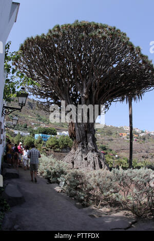 Icod de los Vinos, Spanien. 15 Sep, 2018. Le Drago Milenario Canarien est un arbre dragon à Icod de los Vinos sur l'île canarienne de Tenerife, enregistré sur 15.09.2018. Le nom Drago Milenario provient du mot espagnol drago pour arbre dragon et l'âge du plus récent de plus de 1000 ans. Aujourd'hui on estime l'âge à environ 300 à 800 ans. L'arbre est d'environ 16 mètres de haut et a une circonférence d'environ six mètres. Il est le plus grand et le mieux connu sous arbre dragon des Canaries. Utilisation dans le monde entier | Credit : dpa/Alamy Live News Banque D'Images