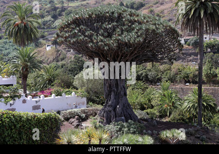 Icod de los Vinos, Spanien. 15 Sep, 2018. Le Drago Milenario Canarien est un arbre dragon à Icod de los Vinos sur l'île canarienne de Tenerife, enregistré sur 15.09.2018. Le nom Drago Milenario provient du mot espagnol drago pour arbre dragon et l'âge du plus récent de plus de 1000 ans. Aujourd'hui on estime l'âge à environ 300 à 800 ans. L'arbre est d'environ 16 mètres de haut et a une circonférence d'environ six mètres. Il est le plus grand et le mieux connu sous arbre dragon des Canaries. Utilisation dans le monde entier | Credit : dpa/Alamy Live News Banque D'Images