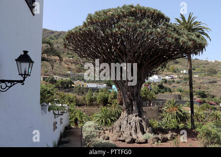 Icod de los Vinos, Spanien. 15 Sep, 2018. Le Drago Milenario Canarien est un arbre dragon à Icod de los Vinos sur l'île canarienne de Tenerife, enregistré sur 15.09.2018. Le nom Drago Milenario provient du mot espagnol drago pour arbre dragon et l'âge du plus récent de plus de 1000 ans. Aujourd'hui on estime l'âge à environ 300 à 800 ans. L'arbre est d'environ 16 mètres de haut et a une circonférence d'environ six mètres. Il est le plus grand et le mieux connu sous arbre dragon des Canaries. Utilisation dans le monde entier | Credit : dpa/Alamy Live News Banque D'Images