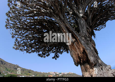 Icod de los Vinos, Spanien. 15 Sep, 2018. Le Drago Milenario Canarien est un arbre dragon à Icod de los Vinos sur l'île canarienne de Tenerife, enregistré sur 15.09.2018. Le nom Drago Milenario provient du mot espagnol drago pour arbre dragon et l'âge du plus récent de plus de 1000 ans. Aujourd'hui on estime l'âge à environ 300 à 800 ans. L'arbre est d'environ 16 mètres de haut et a une circonférence d'environ six mètres. Il est le plus grand et le mieux connu sous arbre dragon des Canaries. Utilisation dans le monde entier | Credit : dpa/Alamy Live News Banque D'Images