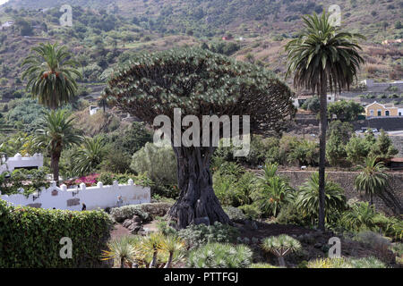 Icod de los Vinos, Spanien. 15 Sep, 2018. Le Drago Milenario Canarien est un arbre dragon à Icod de los Vinos sur l'île canarienne de Tenerife, enregistré sur 15.09.2018. Le nom Drago Milenario provient du mot espagnol drago pour arbre dragon et l'âge du plus récent de plus de 1000 ans. Aujourd'hui on estime l'âge à environ 300 à 800 ans. L'arbre est d'environ 16 mètres de haut et a une circonférence d'environ six mètres. Il est le plus grand et le mieux connu sous arbre dragon des Canaries. Utilisation dans le monde entier | Credit : dpa/Alamy Live News Banque D'Images