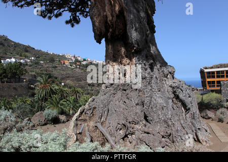 Icod de los Vinos, Spanien. 15 Sep, 2018. Le Drago Milenario Canarien est un arbre dragon à Icod de los Vinos sur l'île canarienne de Tenerife, enregistré sur 15.09.2018. Le nom Drago Milenario provient du mot espagnol drago pour arbre dragon et l'âge du plus récent de plus de 1000 ans. Aujourd'hui on estime l'âge à environ 300 à 800 ans. L'arbre est d'environ 16 mètres de haut et a une circonférence d'environ six mètres. Il est le plus grand et le mieux connu sous arbre dragon des Canaries. Utilisation dans le monde entier | Credit : dpa/Alamy Live News Banque D'Images