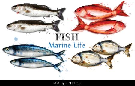 Des poissons colorés à l'Aquarelle collection Vector set. Poisson isolé illustration détaillée Illustration de Vecteur
