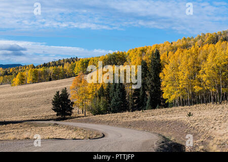 Route de gravier qui serpente dans les prés herbeux et des bosquets de peupliers en automne couleurs d'or, jaune et orange Banque D'Images