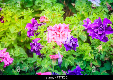 Belle rose et violet fleurs pétunias hybrides avec des feuilles vertes. Pétunia est des plantes à fleurs d'origine sud-américaine. Banque D'Images