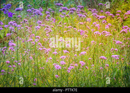 Belle fleur pourpre de Verbena bonariensis, aussi clustertop purpletop vervain, verveine, verveine, verveine grand argentin ou jolie verben Banque D'Images