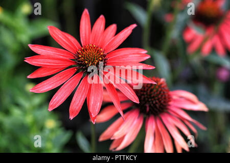 Echinacea purpurea (échinacée rose) dans le jardin d'été lit de fleur Banque D'Images