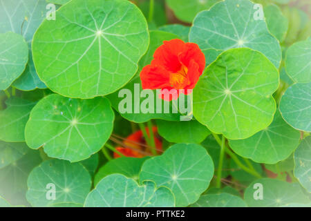 Belle fleur de capucine (Tropaeolum majus) avec des feuilles rondes vert arrière-plan. Tropaeolum majus également connu sous le nom de capucine, Indian cress Banque D'Images