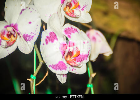 Beau blanc-rose-points orange orchidée papillon (Phalaenopsis hybride) fleur dans la ferme. Phalaenopsis est l'une des orchidées les plus populaires dans le commerce, t Banque D'Images