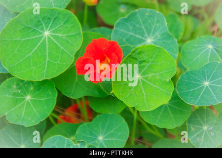 Belle fleur de capucine (Tropaeolum majus) avec des feuilles rondes vert arrière-plan. Tropaeolum majus également connu sous le nom de capucine, Indian cress Banque D'Images