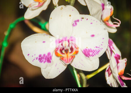 Beau blanc-rose-points orange orchidée papillon (Phalaenopsis hybride) fleur dans la ferme. Phalaenopsis est l'une des orchidées les plus populaires dans le commerce, t Banque D'Images