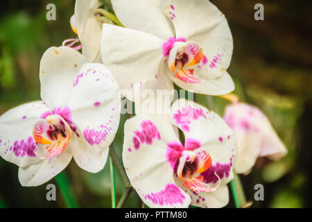 Beau blanc-rose-points orange orchidée papillon (Phalaenopsis hybride) fleur dans la ferme. Phalaenopsis est l'une des orchidées les plus populaires dans le commerce, t Banque D'Images