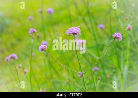 Belle fleur pourpre de Verbena bonariensis, aussi clustertop purpletop vervain, verveine, verveine, verveine grand argentin ou jolie verben Banque D'Images