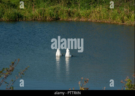 Une paire de Cygnes tuberculés pratiquer leur 'synchronised'' dans un livre à la Caen Hill Vol sur Le Kennet and Avon Canal Devizes, Wiltshire, Banque D'Images