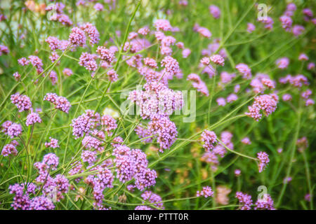 Belle fleur pourpre de Verbena bonariensis, aussi clustertop purpletop vervain, verveine, verveine, verveine grand argentin ou jolie verben Banque D'Images