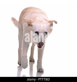 Portrait d'une adorable mixed breed dog walking sur fond blanc. Banque D'Images