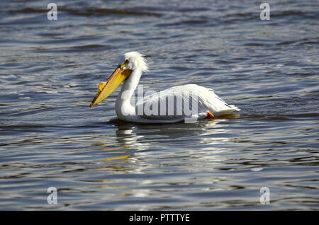 Détails d'un pélican blanc ses plumes se distinguer en détail avec le soleil au cours de l'inondation l'oiseau Banque D'Images