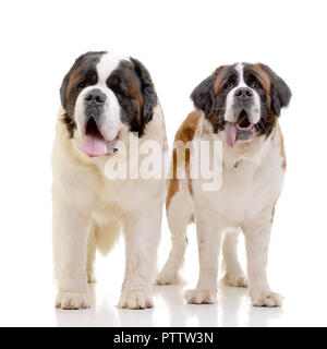 Portrait de deux adorables St. Bernhardshund Bernhardiner - debout sur fond blanc. Banque D'Images