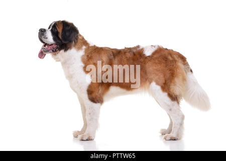 Portrait d'une adorable St. Bernhardshund Bernhardiner - debout sur fond blanc. Banque D'Images