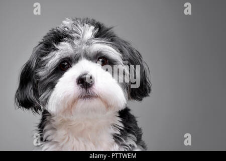 Portrait d'un adorable chien Bichon Havanais - isolé sur fond gris. Banque D'Images