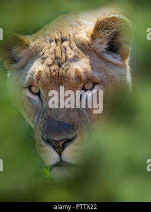 Lion Panthera leo adulte mâle dans le parc national de Masai Mara, Kenya Banque D'Images