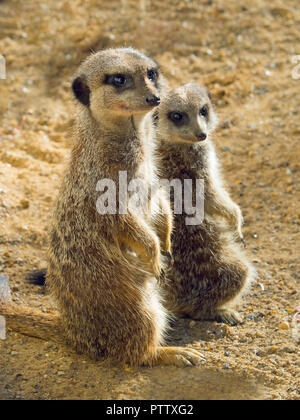 Les suricates ou suricate Suricata suricatta Banque D'Images