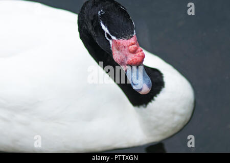 Black-Necked nager dans Le Lac des cygnes Banque D'Images