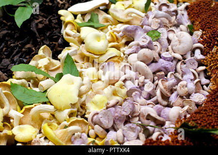 Grande variété de champignons cultivés fraîchement vendus sur le marché intérieur Banque D'Images