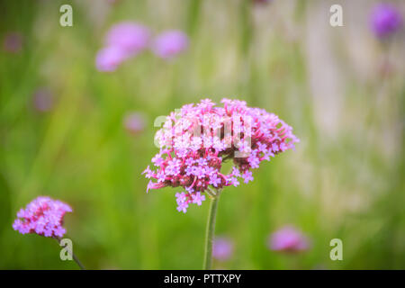 Belle fleur pourpre de Verbena bonariensis, aussi clustertop purpletop vervain, verveine, verveine, verveine grand argentin ou jolie verben Banque D'Images