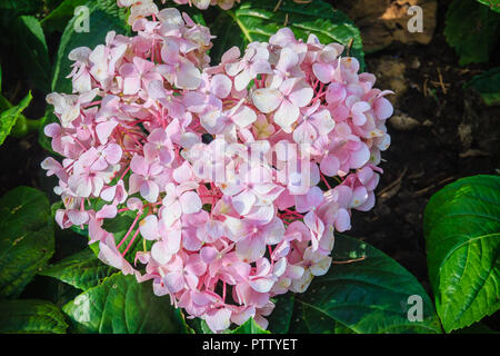 En forme de coeur rose Hydrangea macrophylla flowers background. Noms communs : bigleaf, Français, lacecap de balai, Hydrangea, penny mac et hortensia. Banque D'Images