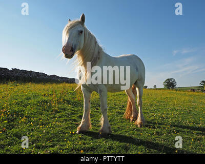 Cheval Blanc à la crinière et la queue dans la lumière du soir dans les régions rurales de champ avec tapis de fleurs sauvages dans la rougeoyante Cumbria, Angleterre, Royaume-Uni Banque D'Images