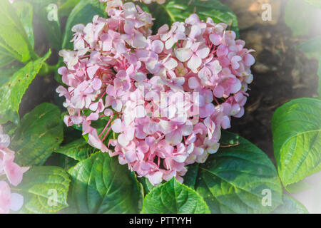 En forme de coeur rose Hydrangea macrophylla flowers background. Noms communs : bigleaf, Français, lacecap de balai, Hydrangea, penny mac et hortensia. Banque D'Images