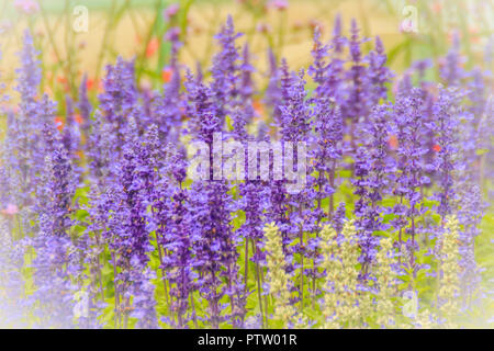 Mealycup sage (Salvia farinacea) blanc et violet fleur. Salvia farinacea, également connu sous le mealycup sage, ou similaire à de la sauge, est une plante herbacée par Banque D'Images