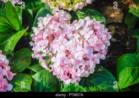 En forme de coeur rose Hydrangea macrophylla flowers background. Noms communs : bigleaf, Français, lacecap de balai, Hydrangea, penny mac et hortensia. Banque D'Images