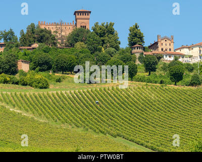 Vignoble de Gabiano, Alessandria, Monferrato, Piémont, Italie. Paysage d'été