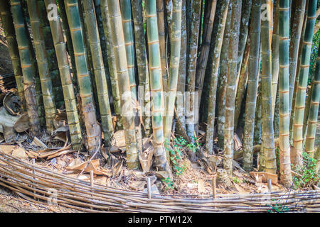 Des troncs de bambou géant (Dendrocalamus giganteus), également connu sous le nom de dragon en bambou ou en bambou géant, est un géant, tropicale et subtropicale dense-agglutination s Banque D'Images