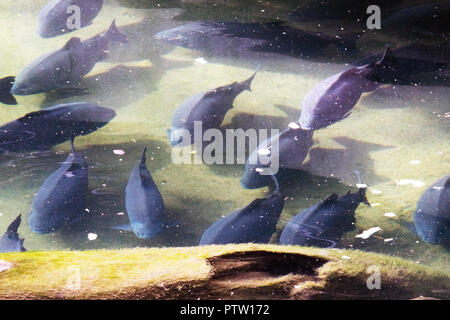 Full Frame Shot de carpes Koï natation dans l'étang Banque D'Images