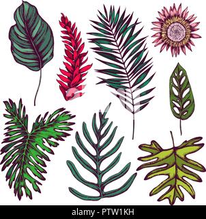 Vector collection de feuilles tropicales dessiné à la main Illustration de Vecteur