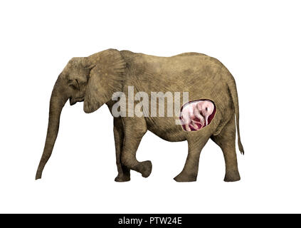 Enceinte de l'éléphant d'illustration numérique Banque D'Images