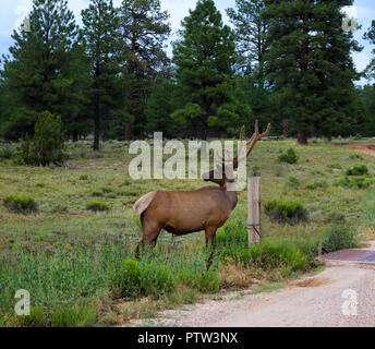 Elk avec crémaillère à la recherche sur l'épaule près de clôture avec pines en arrière-plan, près de Grand Canyon Banque D'Images