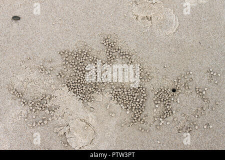 De petites boules et les trous dans le sable à la plage où les crabes ont été fidler -background Banque D'Images