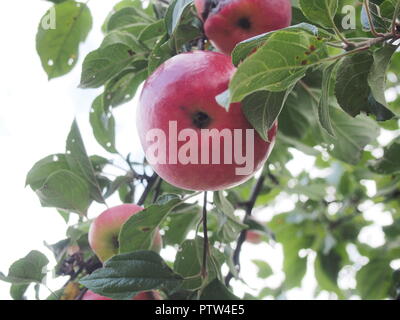 Le rouge des pommes mûres accrocher sur une branche de pommier. La récolte. Avantage. Banque D'Images