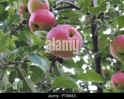 Le rouge des pommes mûres accrocher sur une branche de pommier. La récolte. Avantage. Banque D'Images