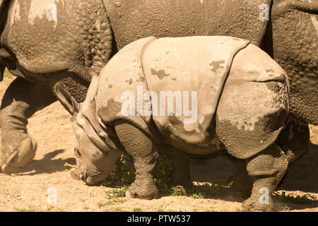 Rhinocéros indien veau avec mère Banque D'Images