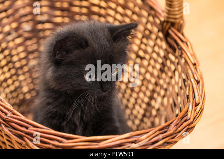 Adorable chaton noir dans panier en osier. Chat domestique 8 semaines. Felis silvestris catus. Petit innocent kitty close-up. Petit animal à fourrure avec un regard. Banque D'Images