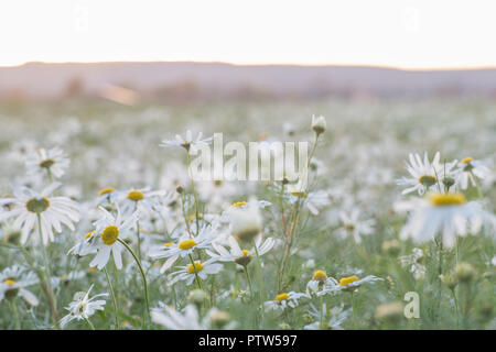 Un champ de marguerites dans un pré au coucher du soleil Banque D'Images